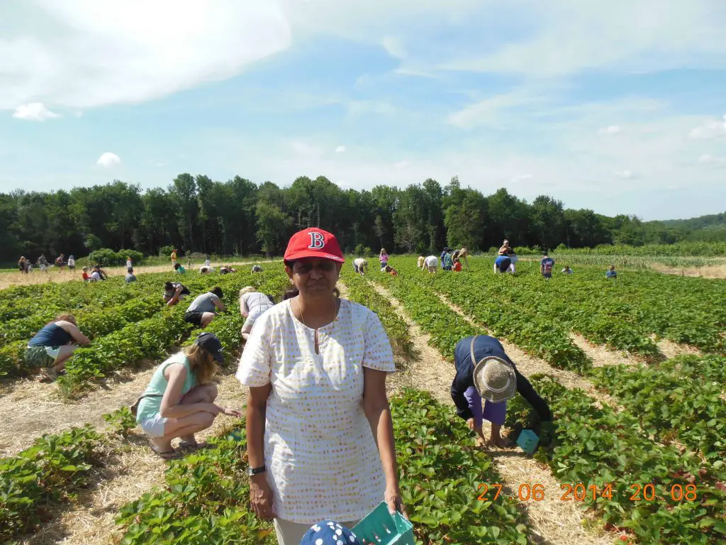 Fresh Ripe Strawberries Delicious Bites Of Nutrition PepperOnPizza   Strawberry Picking 1024x768 